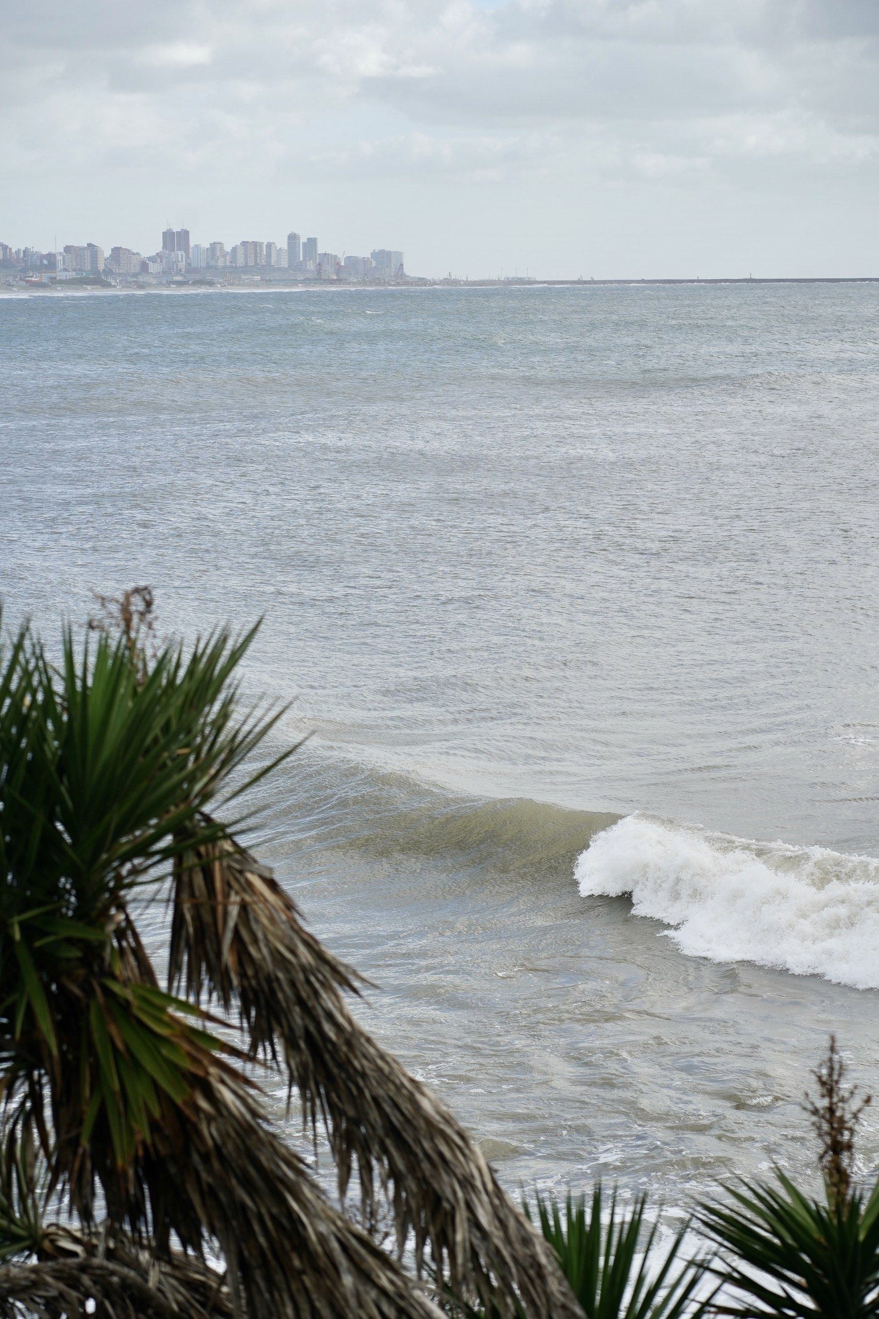 El mar visto entre las plantas del predio, con la ciudad de Mar del Plata a lo lejos